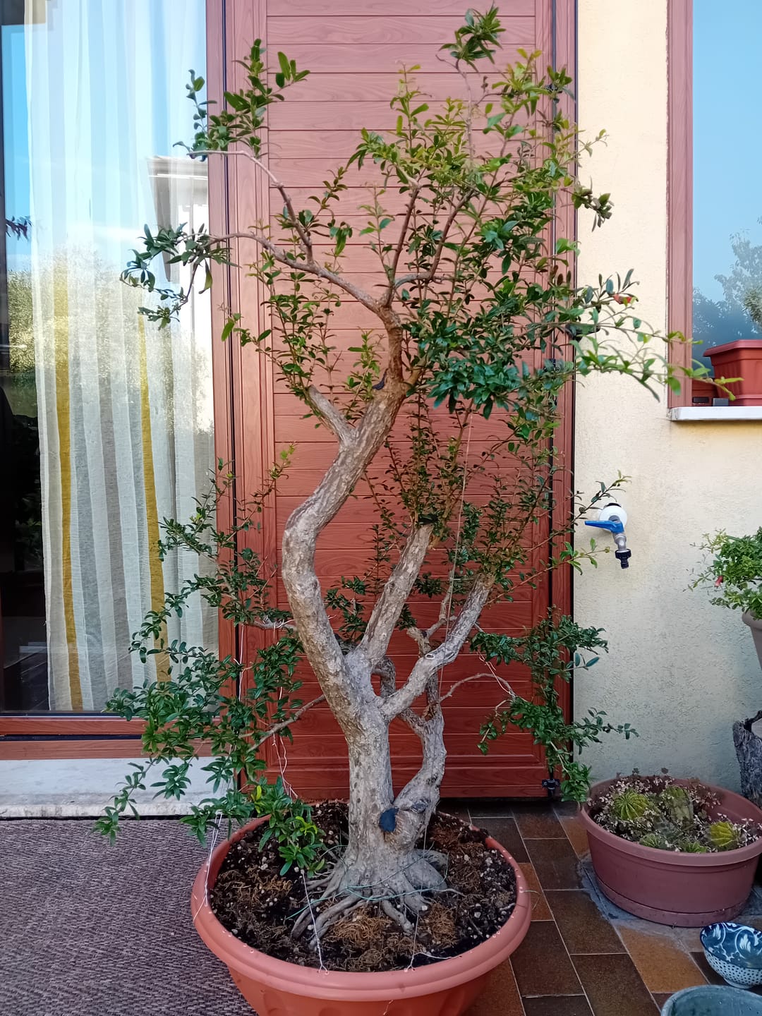 Customer photo review of MICROTEK CONCIME A BASE DI MICROELEMENTI E FERRO CHELATO BONSAI CB®