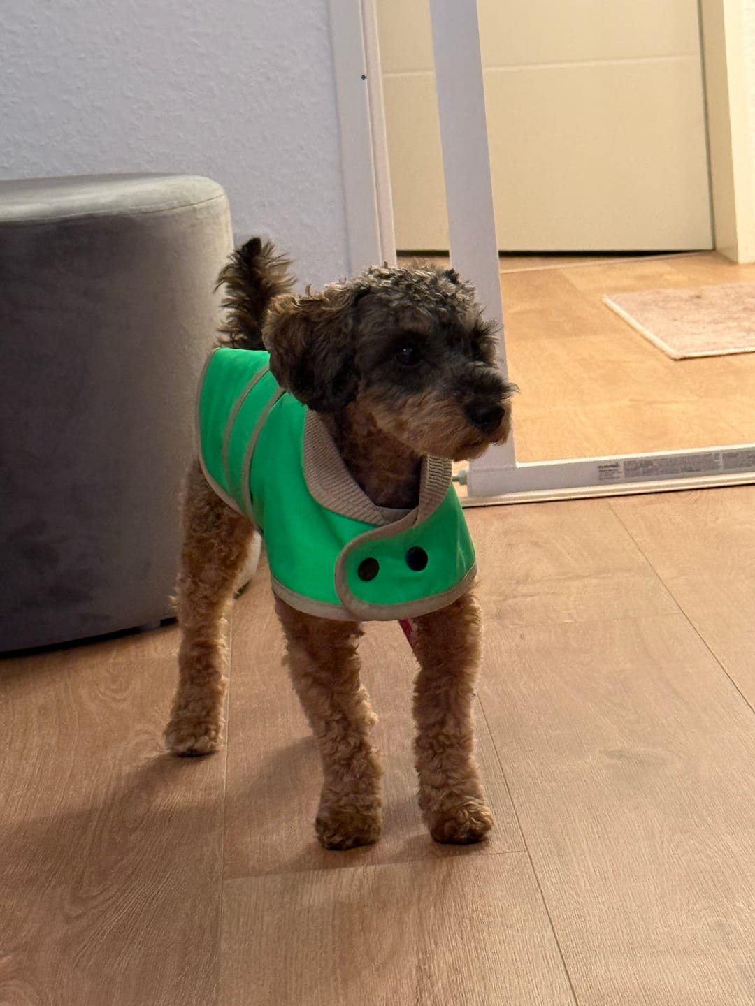 Customer photo review of THE GLOW RAINCOAT mini-fit – Hundemantel für kleine Hunderassen und Dackel in Neongrün