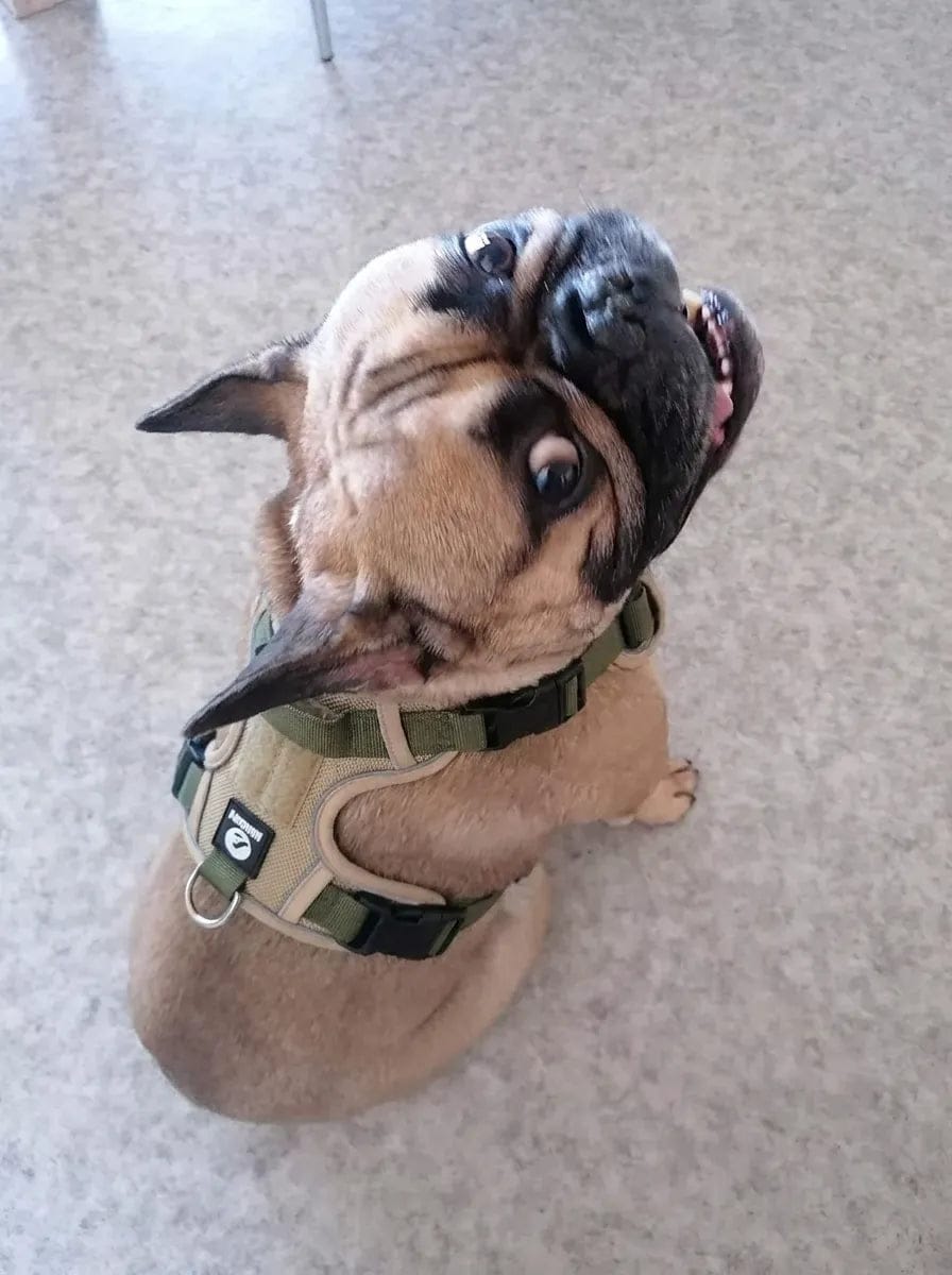 Customer photo review of Harnais anti-traction pour chien