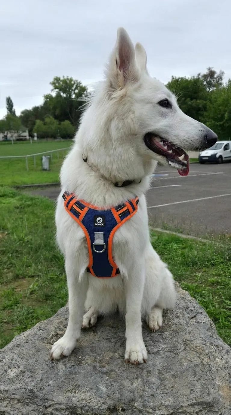 Customer photo review of Harnais anti-traction pour chien