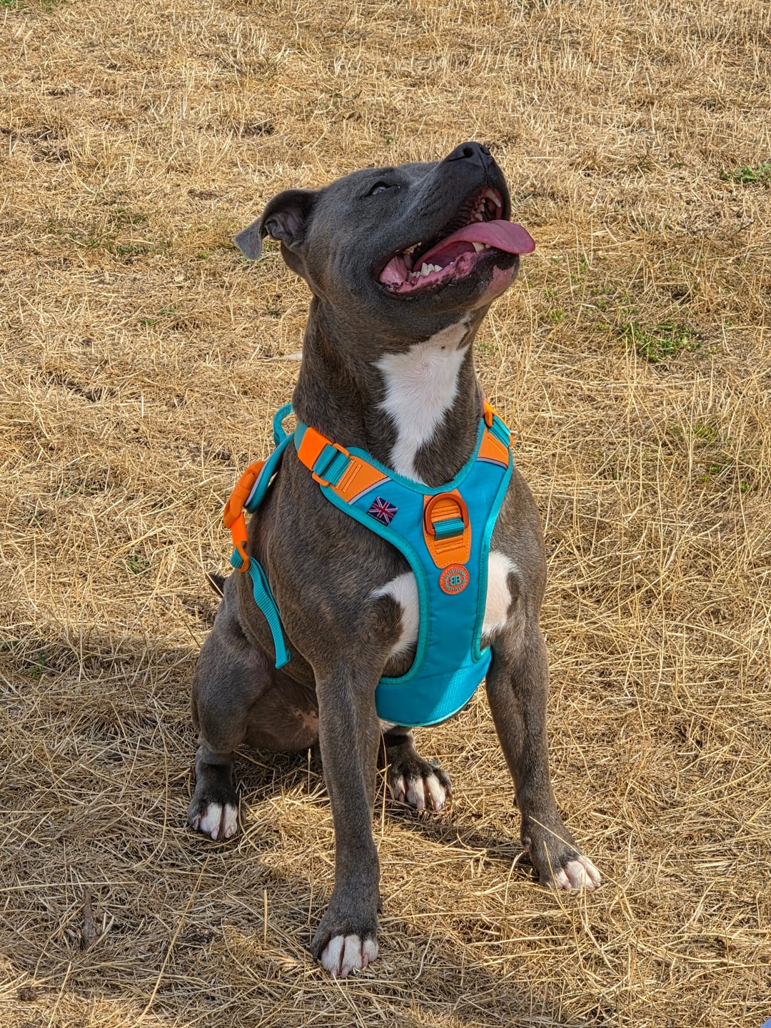 Customer photo review of Anti Pull Hurricane Harness Lighter | With Handle - Turquoise X Orange