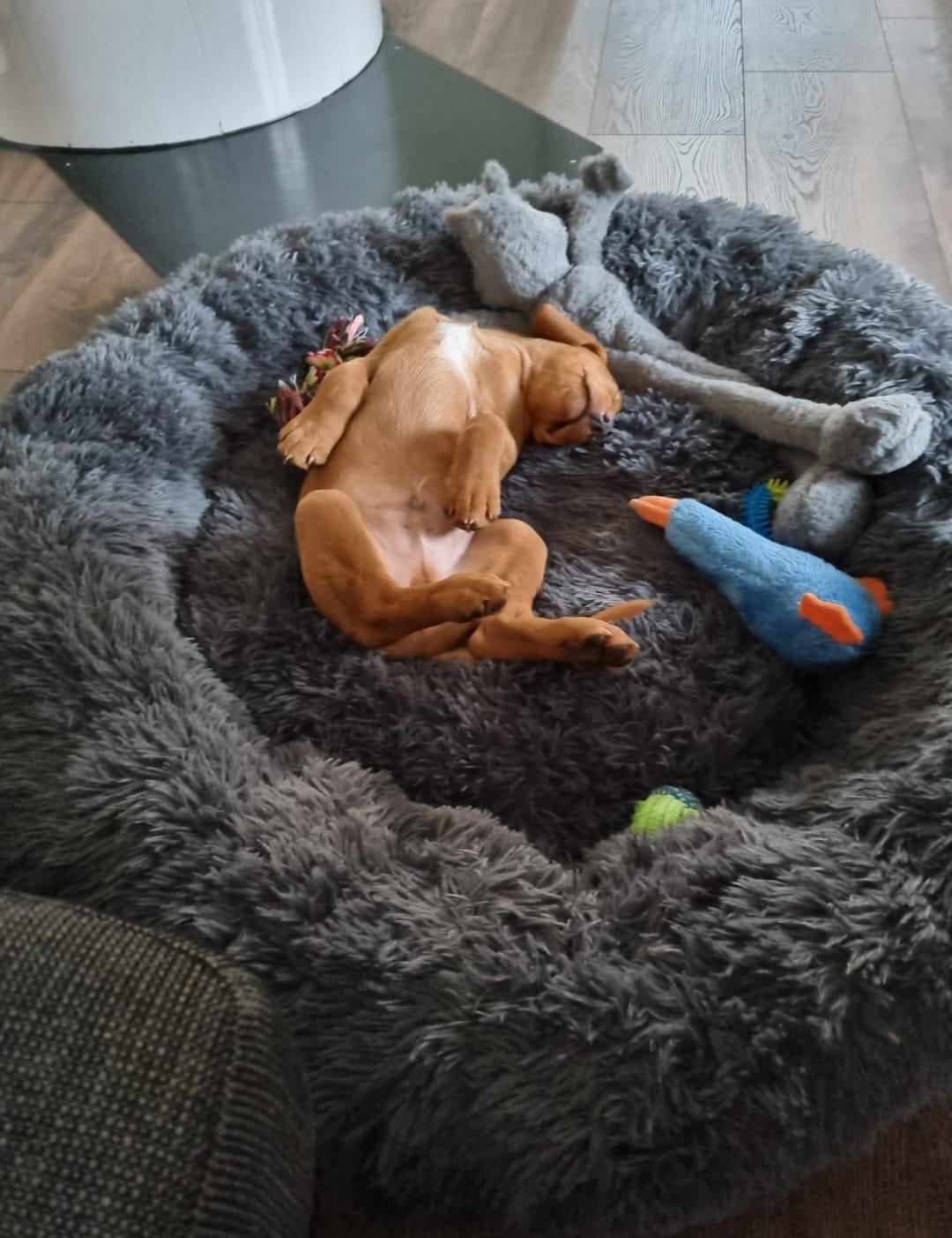 Customer photo review of CalmBed överdrag