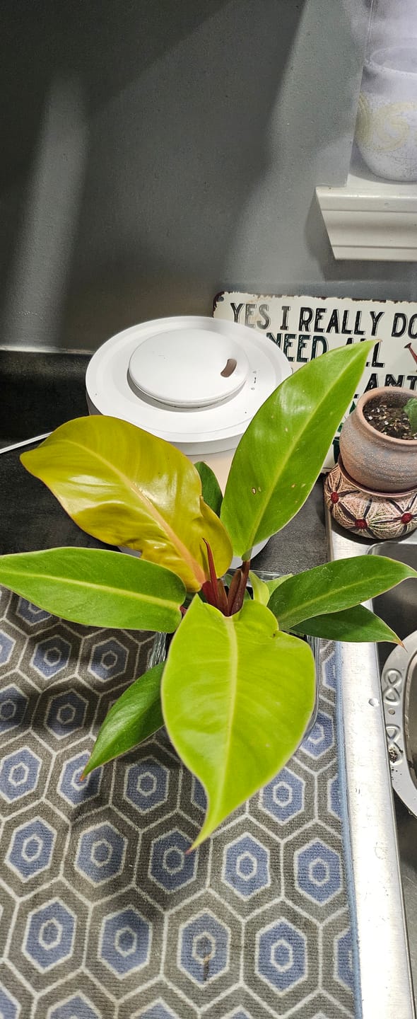 Customer photo review of Philodendron 'McColley's Finale'