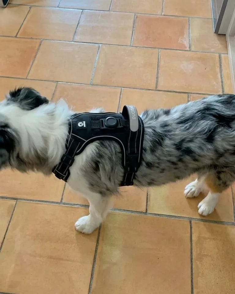 Customer photo review of Harnais pour chien anti-traction & anti-fugue