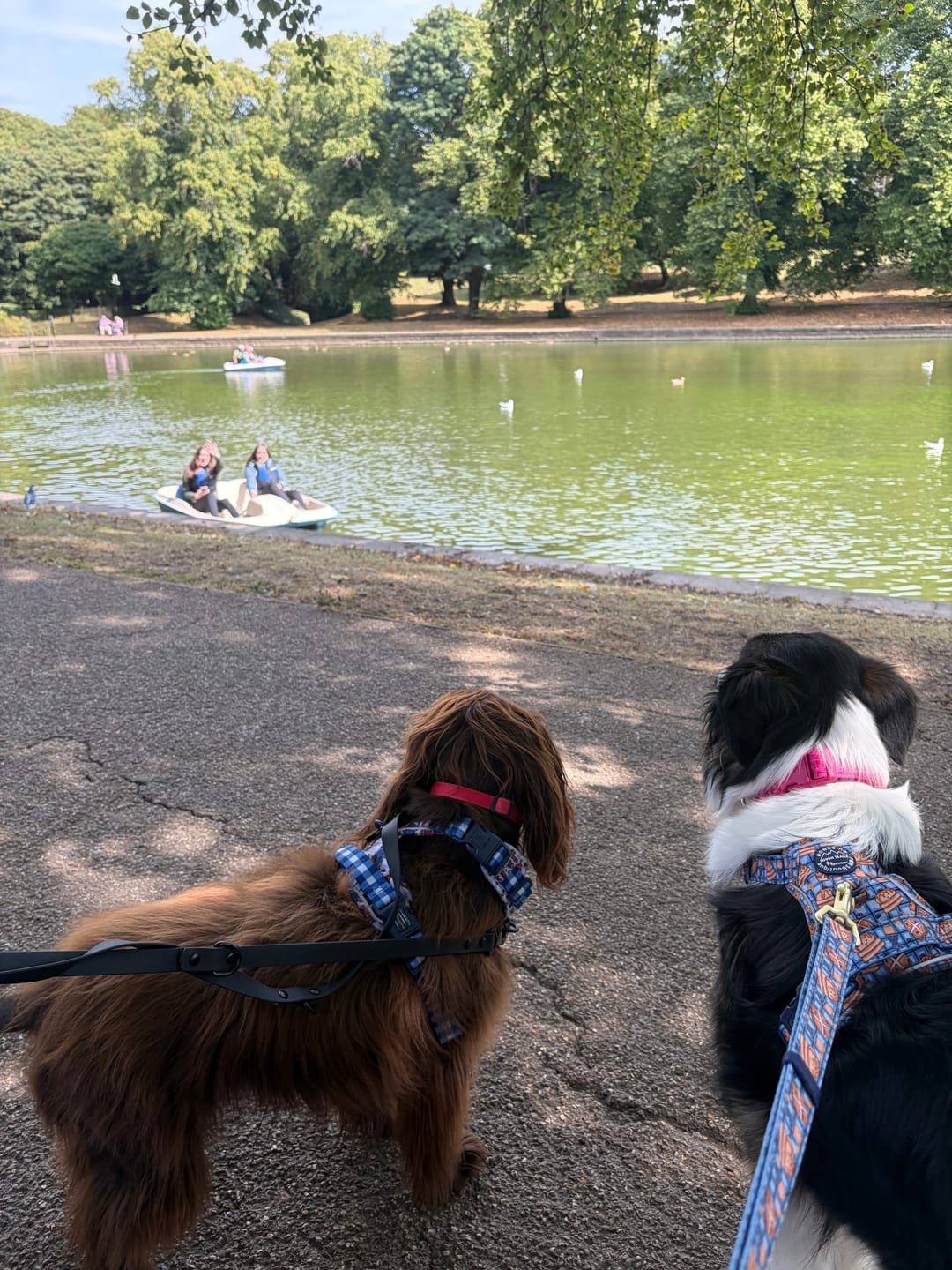 Customer photo review of Paddington™ Tough Trails™ Harness - London