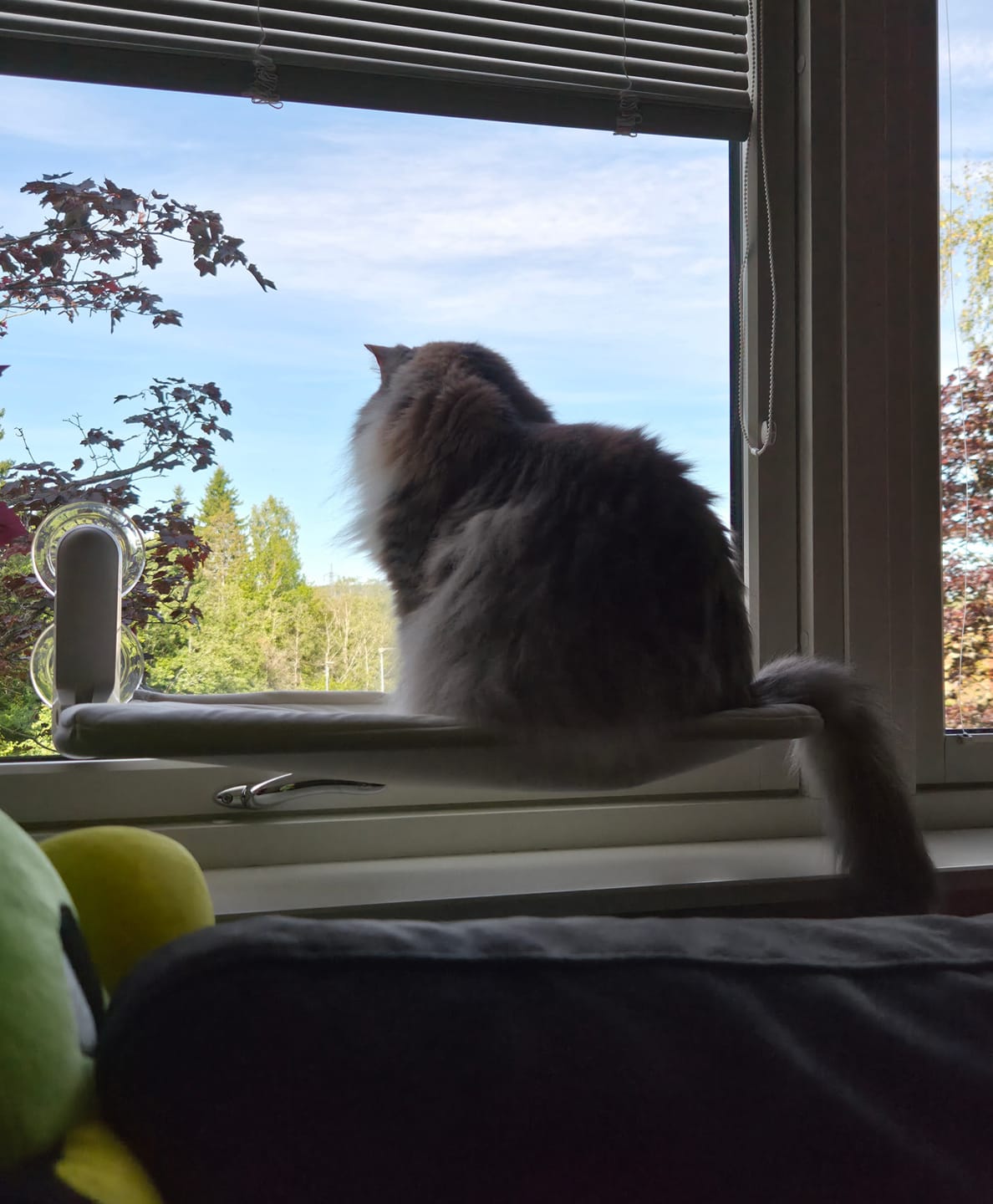 Customer photo review of Window Cat vindusseng