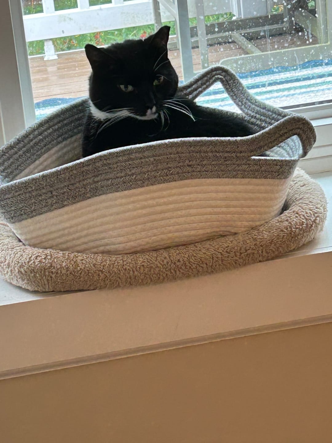 Customer photo review of Instinct Play Stick | Wild-Harvested & Chemical-Free Dental Cat Entertainment (1+1 FREE)
