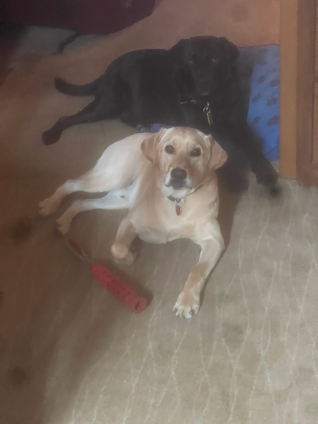 Customer photo review of 12 Inch Monster Bully Stick