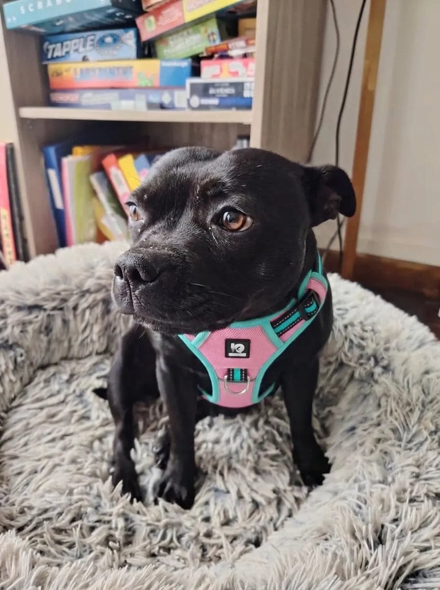 Customer photo review of Harnais anti-traction pour chien
