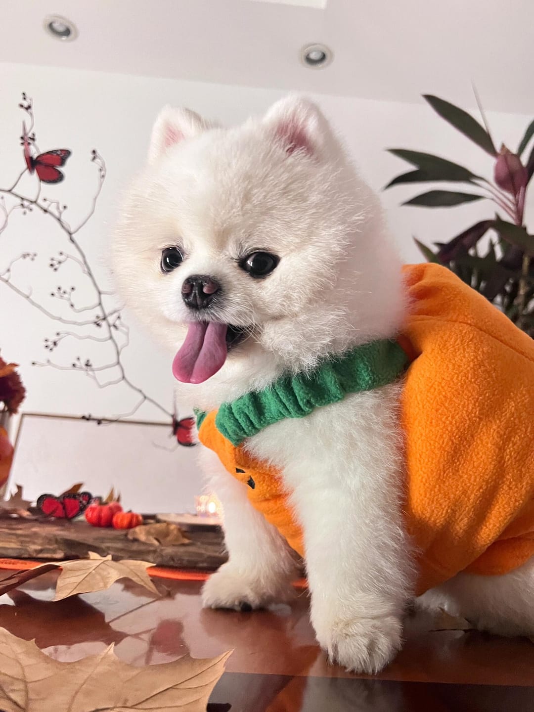 Customer photo review of Halloween Pumpkin Cute costume