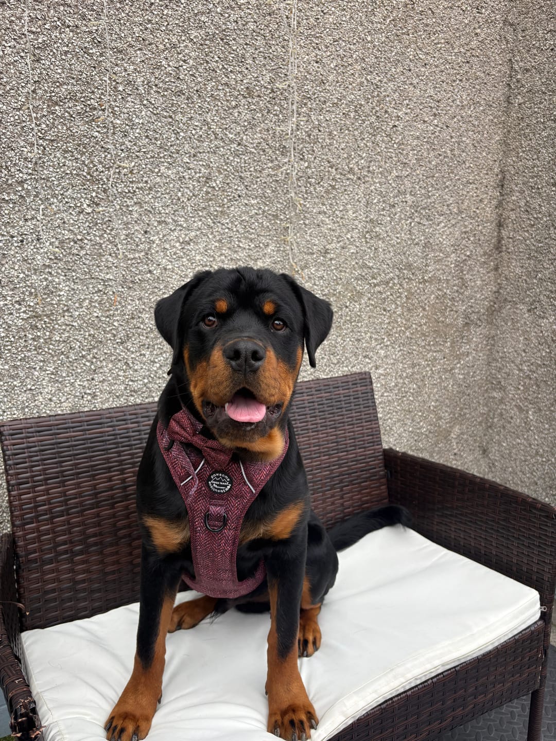 Customer photo review of Tough Trails™ Harness - Country Burgundy