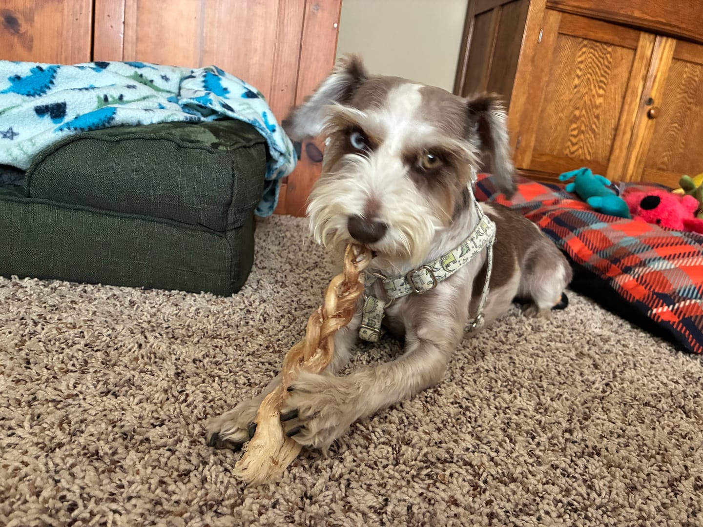 Customer photo review of Ostrich Tendon Twister (12" x 2.5" x 1"): The Satisfying, All-Natural Chew for Dental Health & Joint Support