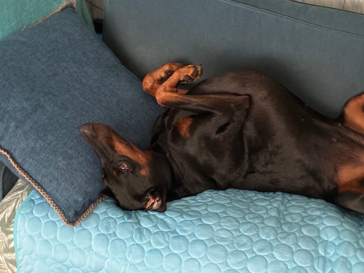 Customer photo review of The Ultimate Cooling Pet Mat