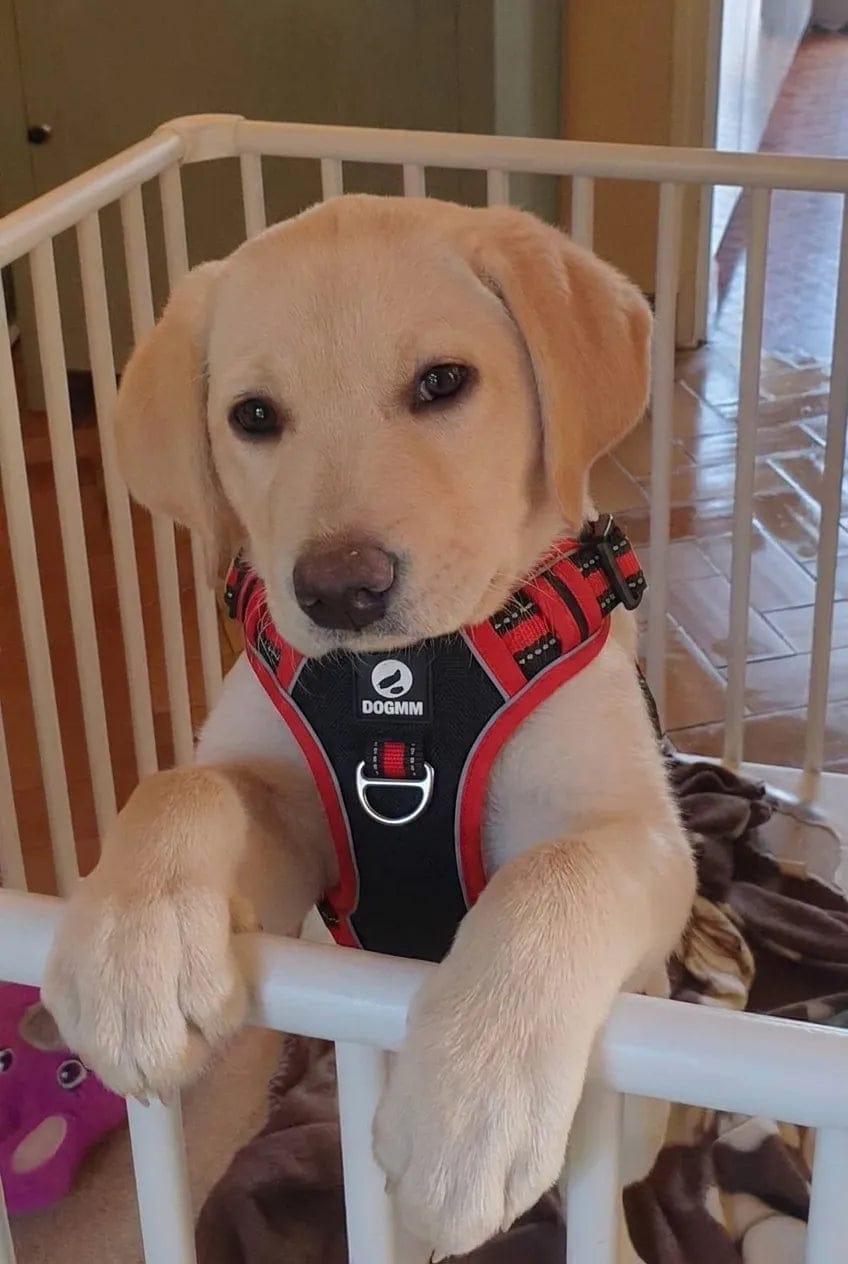Customer photo review of Harnais anti-traction pour chien