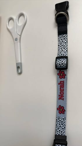 Customer photo review of Hondenhalsband Small voor Sublimatie – Verstelbaar (29–46 cm)