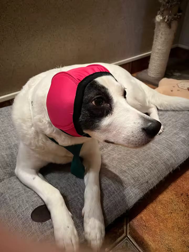 Customer photo review of Orejeras Calmantes para Perros