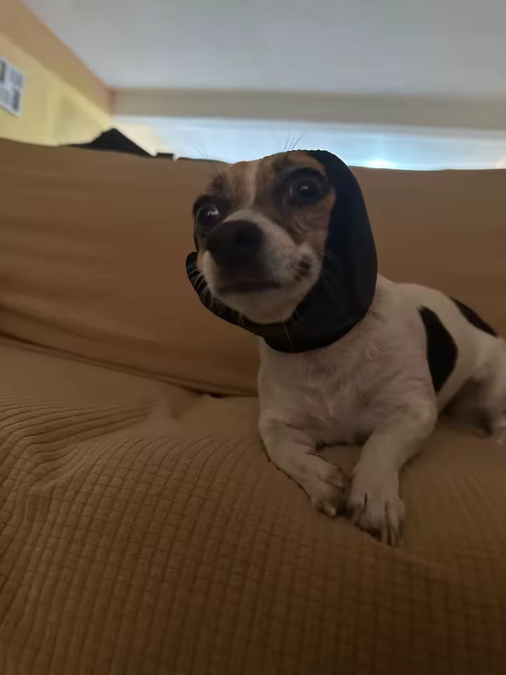 Customer photo review of Orejeras Calmantes para Perros