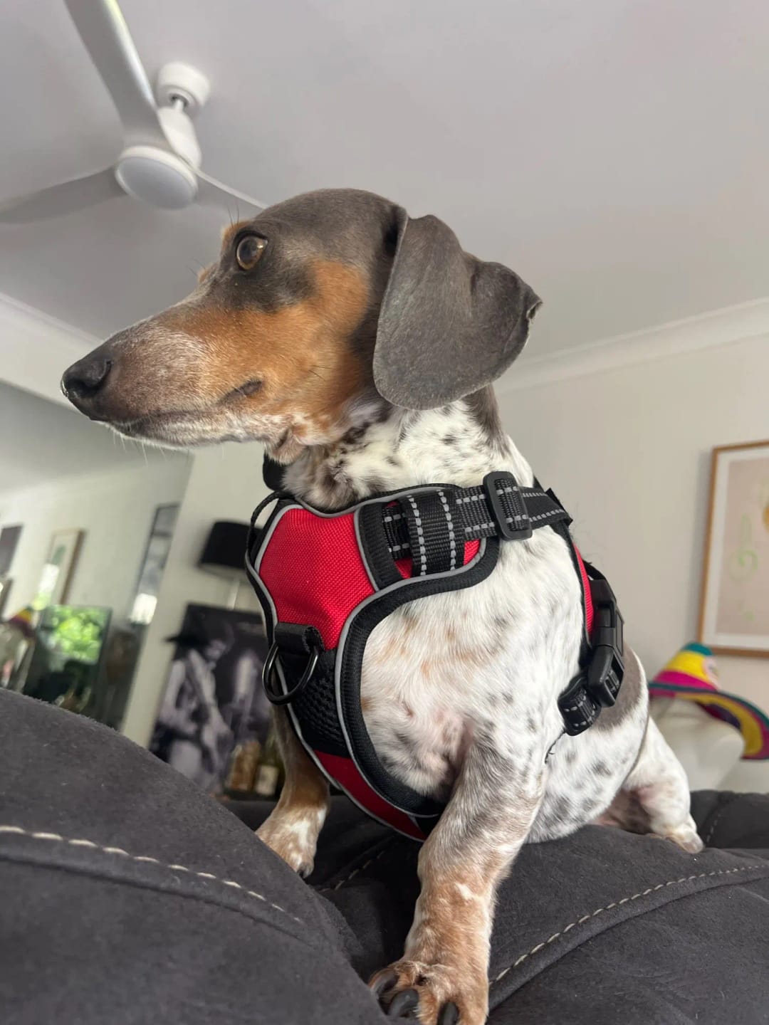 Customer photo review of Dog Harness with Custom Name Patches - NO PULL, Adjustable, Reflective and Breathable