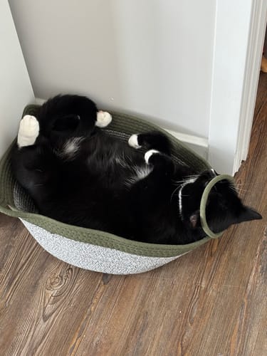 Customer's black and white cat sleeping on its back inside the soft green and grey Instinct Basket.