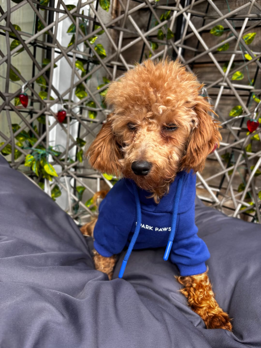 Customer photo review of Essential Dog Hoodie - Midnight Blue