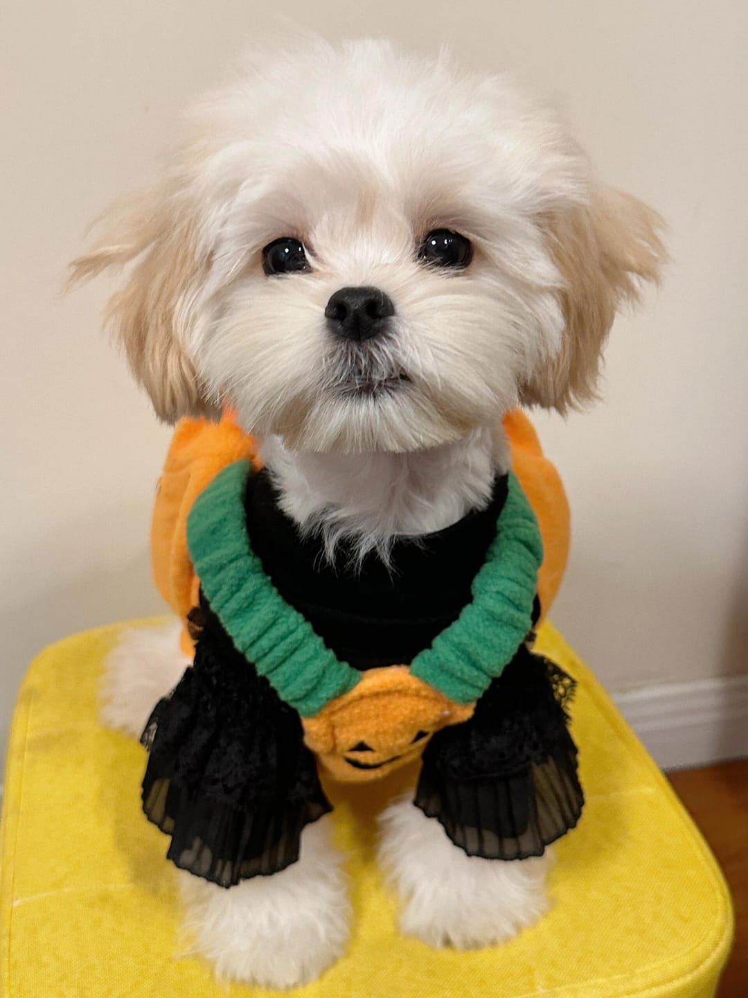 Customer photo review of Halloween Pumpkin Cute costume