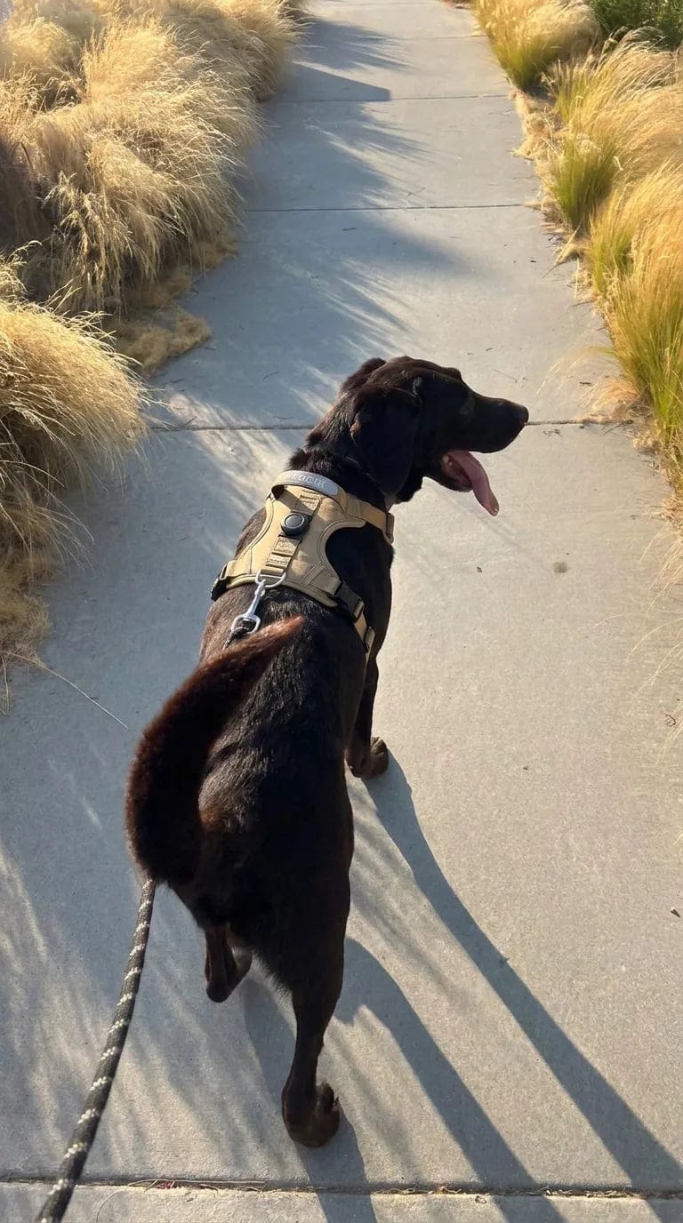 Customer photo review of Harnais pour chien anti-traction & anti-fugue