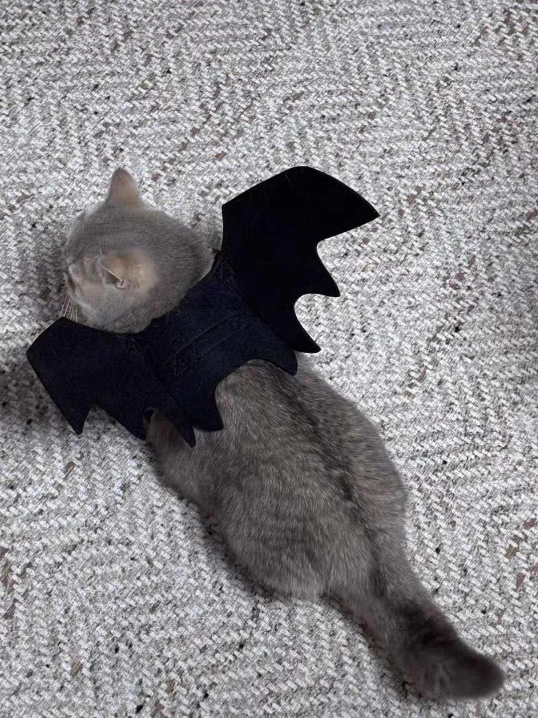 Customer photo review of Halloween Bat Costume