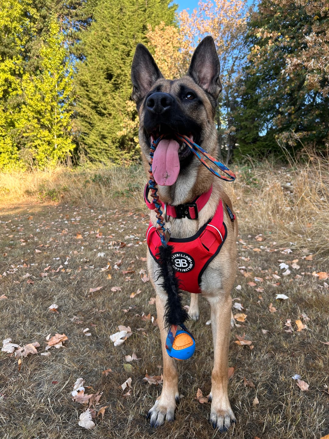 Customer photo review of Comfort Premium Harness | Non Restrictive - Red
