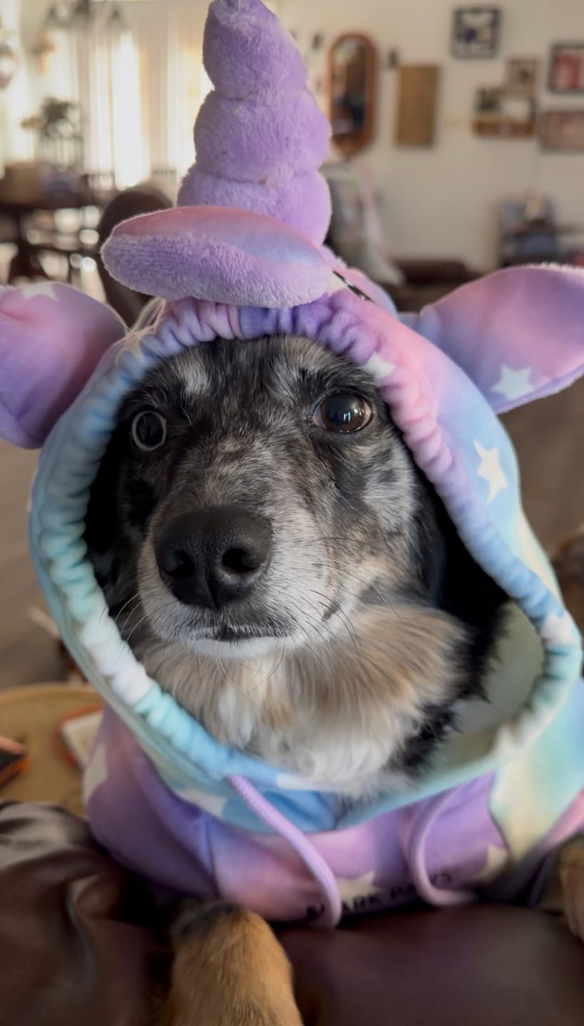 Customer photo review of Halloween Dog Hoodie - Unicorn (2)