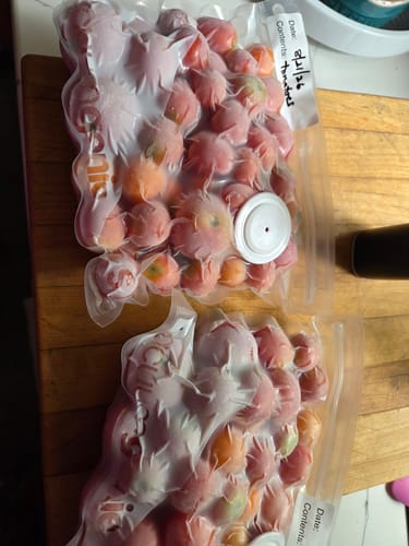 Customer's Vacuum Genie bags filled with frozen tomatoes, stored on a wooden surface.
