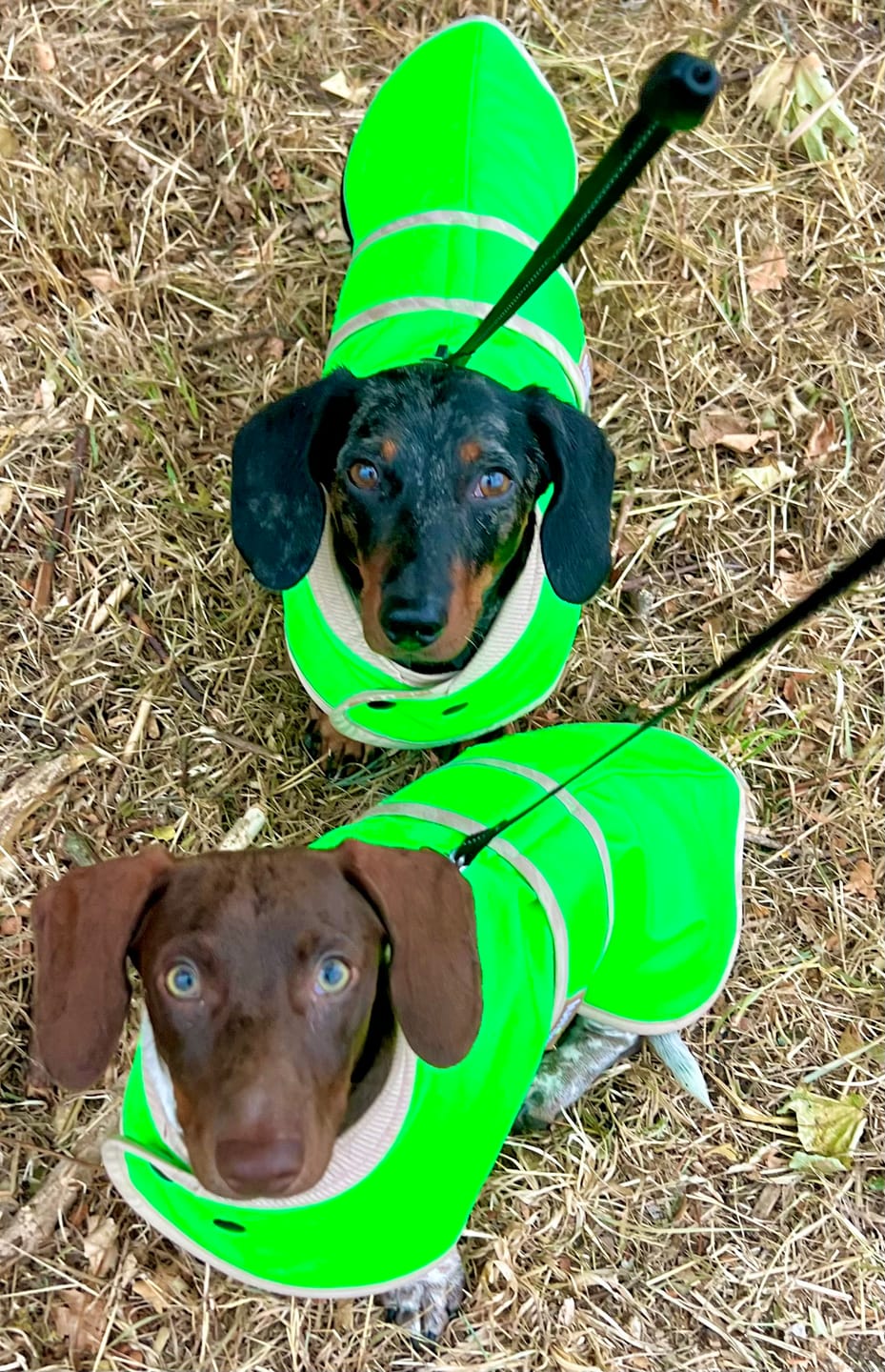 Customer photo review of THE GLOW RAINCOAT mini-fit – Hundemantel für kleine Hunderassen und Dackel in Neongrün