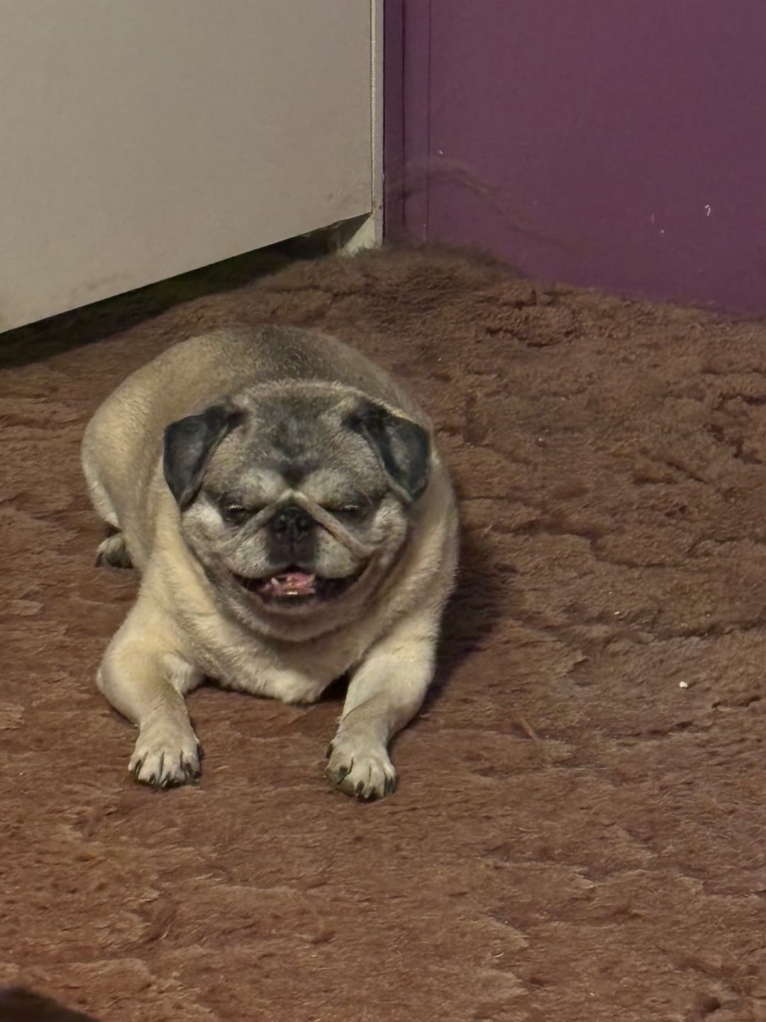 Customer photo review of Lolahemp Calming Chews