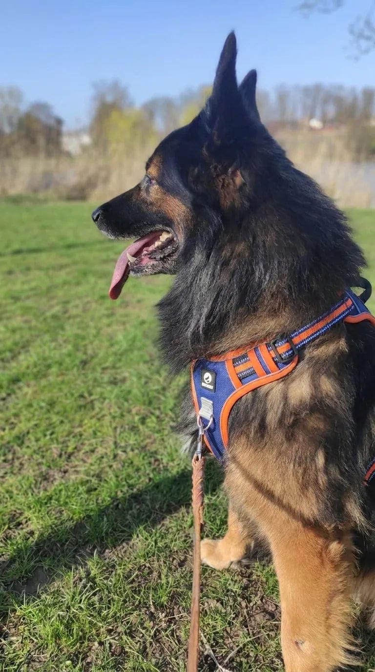 Customer photo review of Harnais anti-traction pour chien