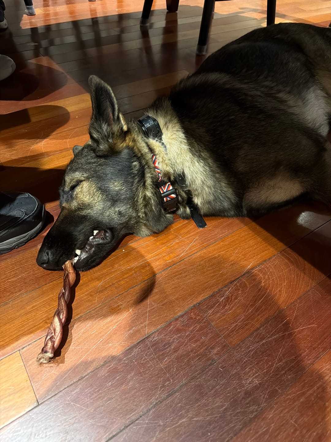 Customer photo review of 12 Inch Thick Braided Bully Stick