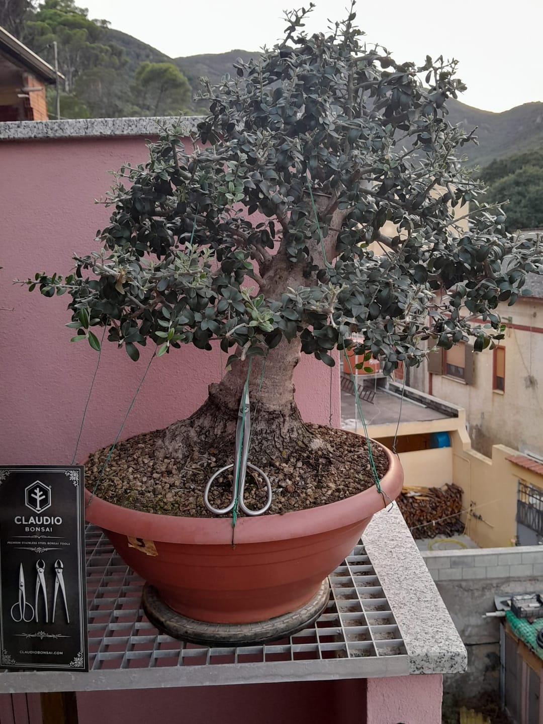 Customer photo review of FORBICI LUNGHE POTATURA RAMI ACCIAIO INOX 21 cm