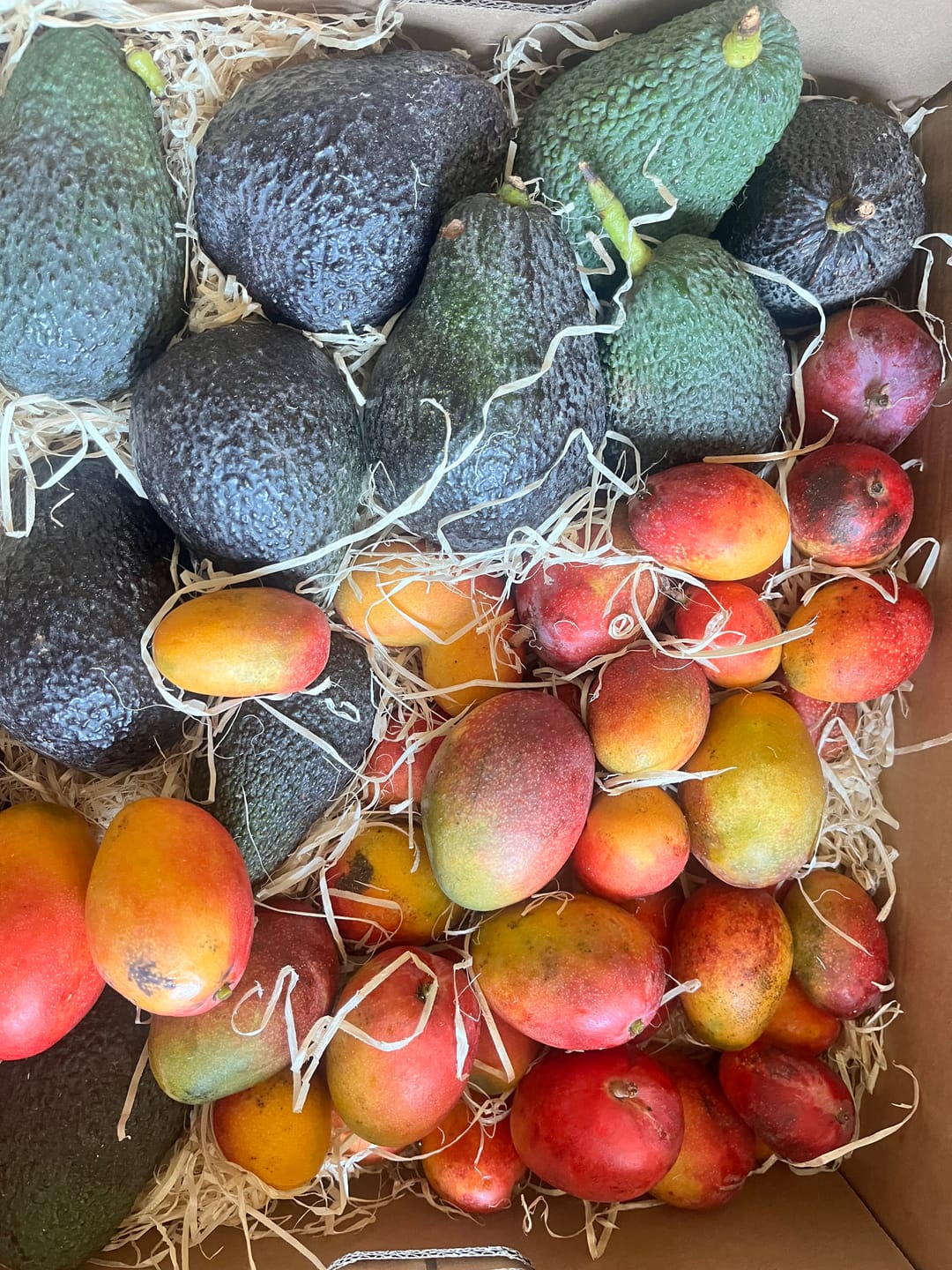 Customer photo review of Avocado Hass & Lamb Hass 15 Monate baumgereift von Julian