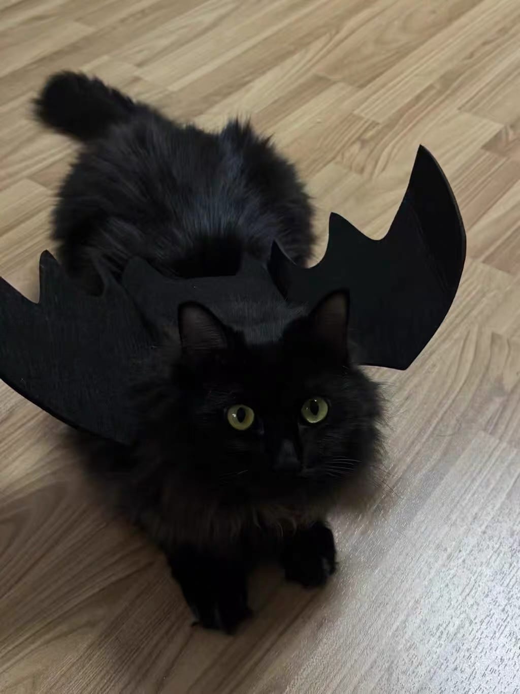 Customer photo review of Halloween Bat Costume