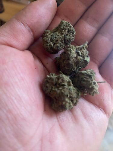 Customer's hand holding four dense, olive-green Gary Payton THC-A flower buds.
