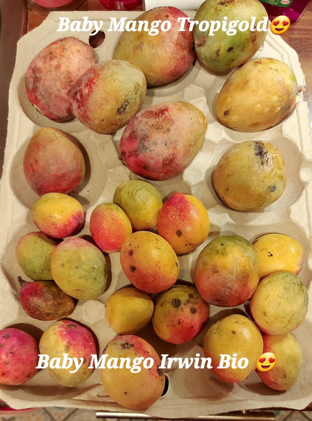 Customer photo review of Baby-Mango Irwin Bio von Julian
