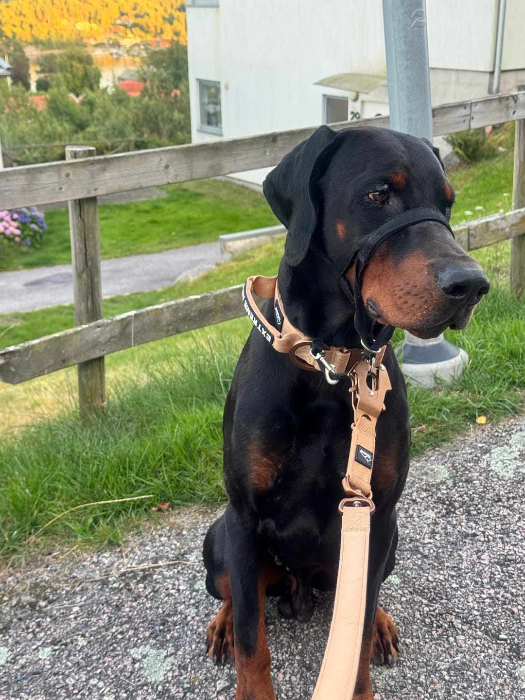 Customer photo review of Extreme Air Set Desert Beige - Lätt och slitstarkt hundset