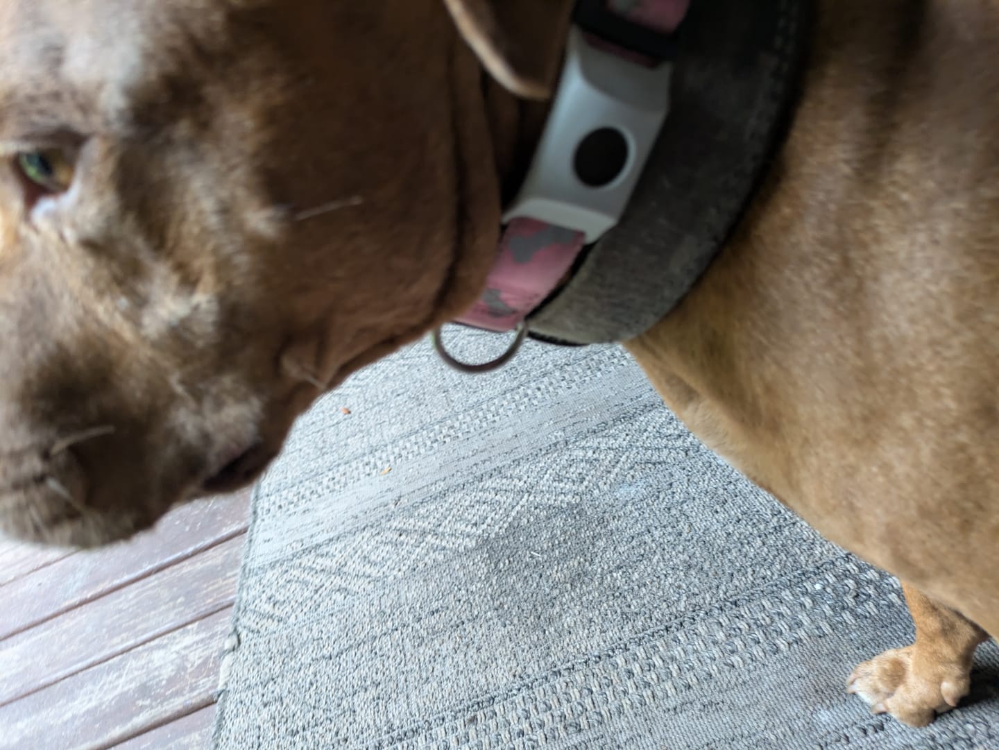 Customer photo review of FurLife™ - 12 Months All Natural Flea and Tick Tags for Dogs