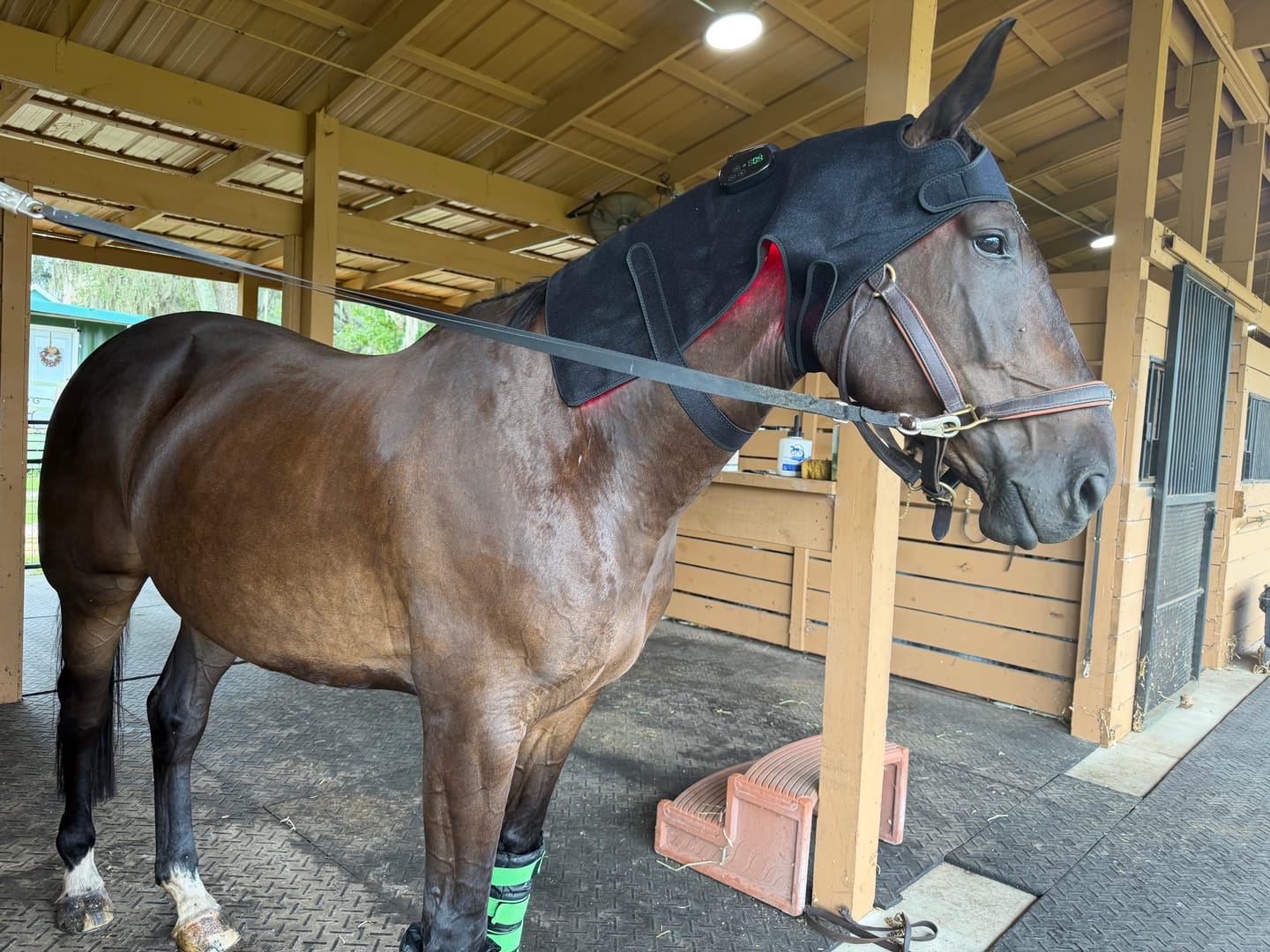 Customer photo review of HorseHalo™ HaloHead