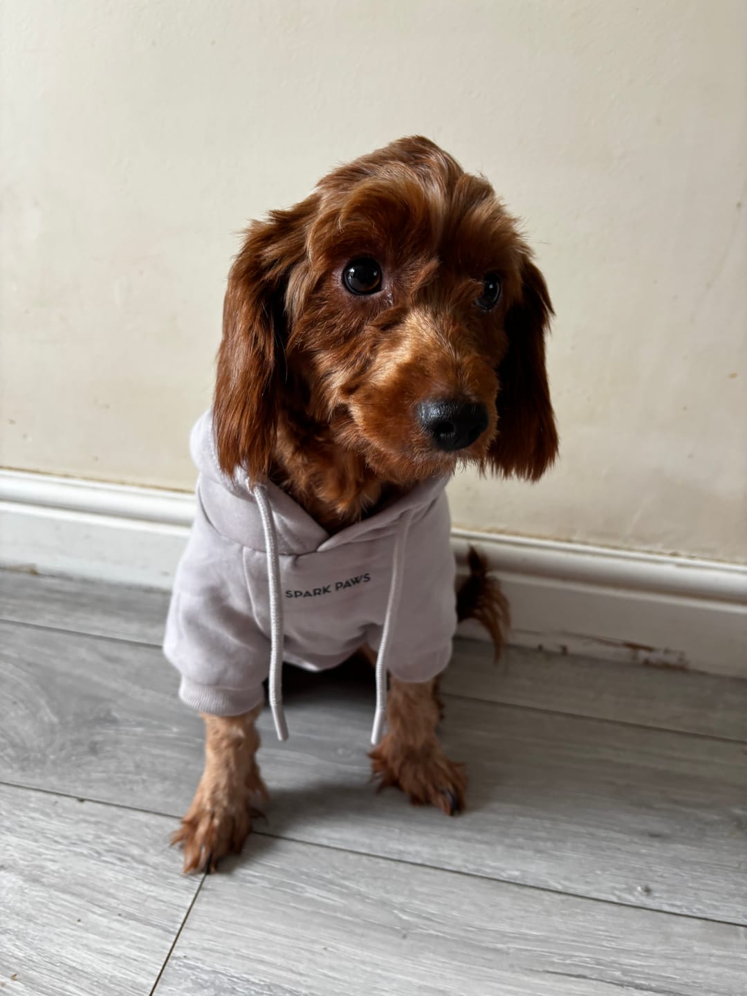 Customer photo review of Essential Dog Hoodie - Clay