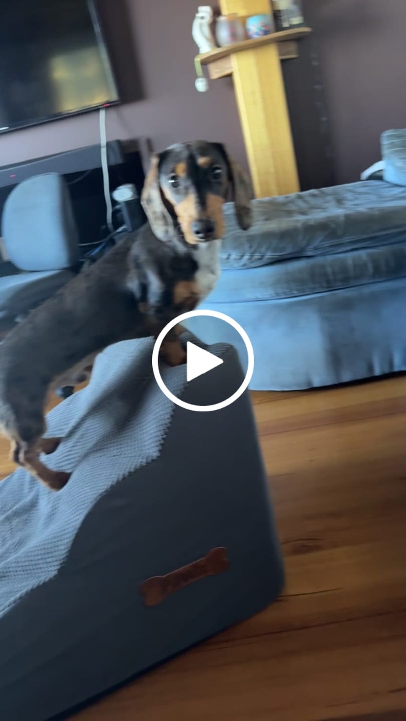 Customer video review of Soft Foam Dog Stairs – Non-Slip Dog Steps for Beds & Couches