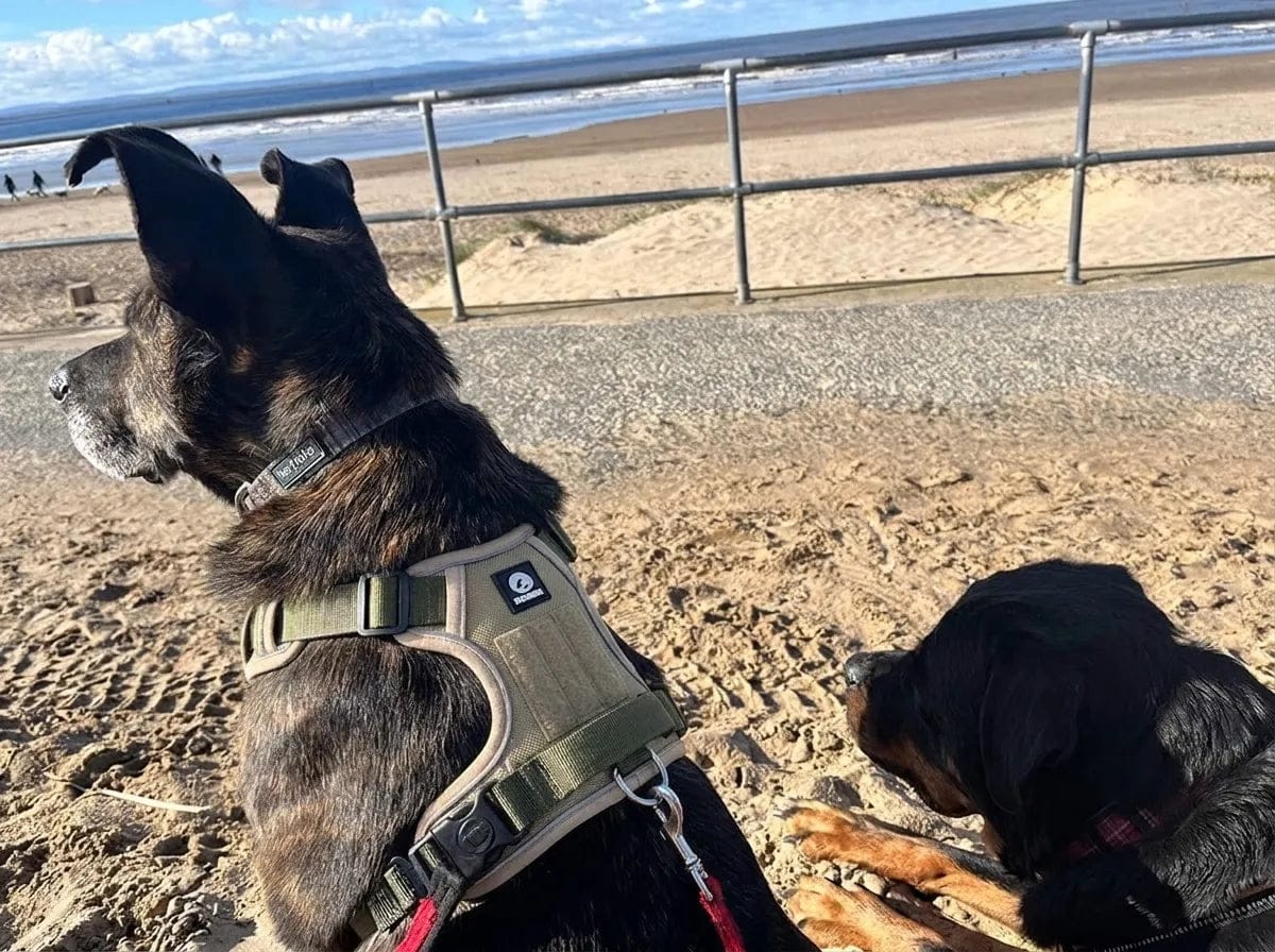 Customer photo review of Harnais anti-traction pour chien