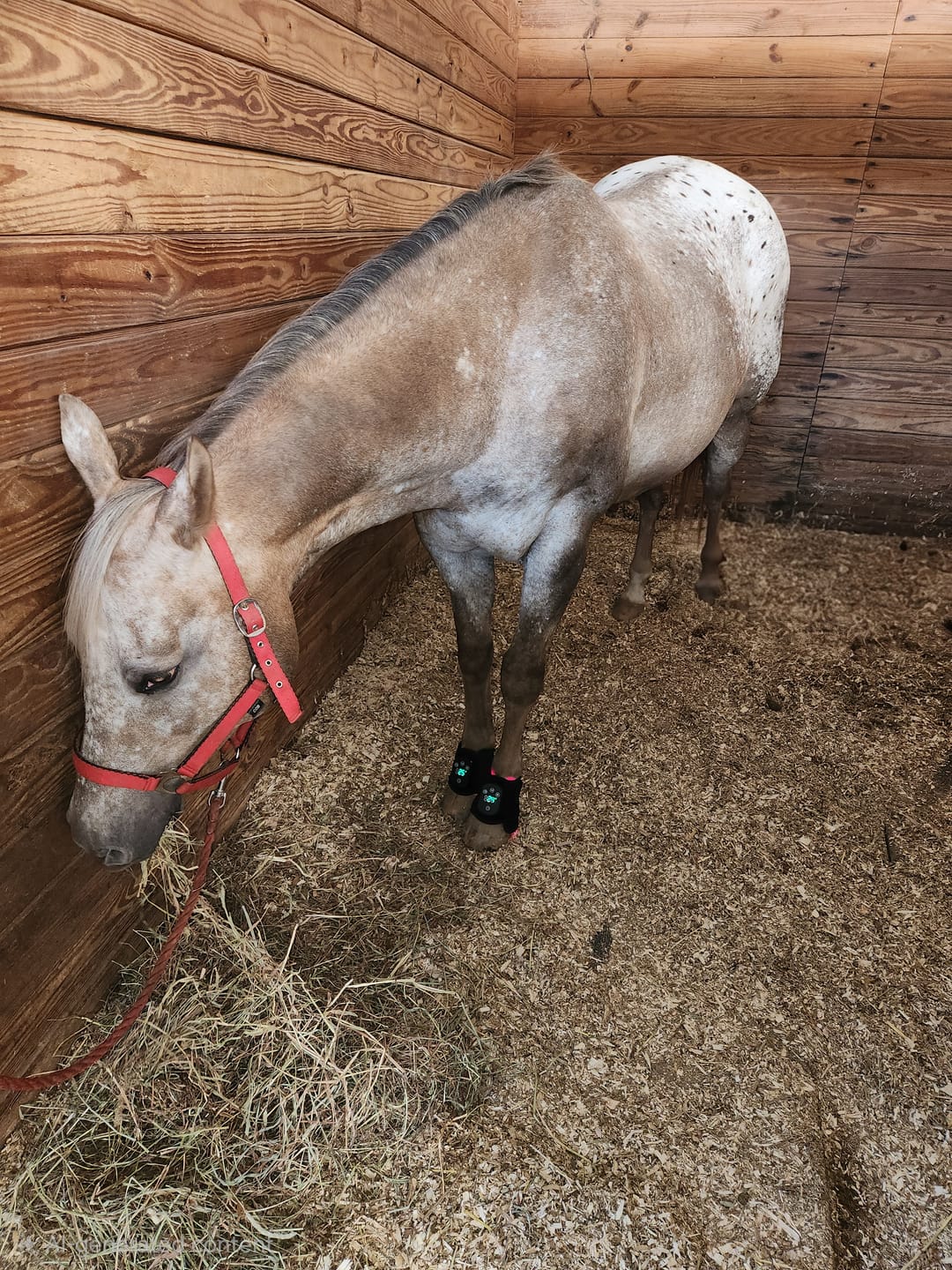 Customer photo review of HorseHalo™ HaloLegs Mini