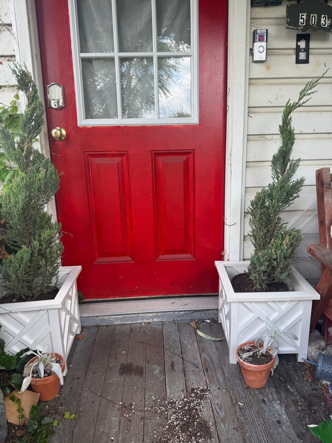 Customer photo review of Topiary Spiral Tree Form Blue Point Juniper