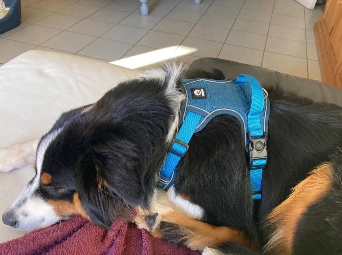 Customer photo review of Harnais anti-traction pour chien