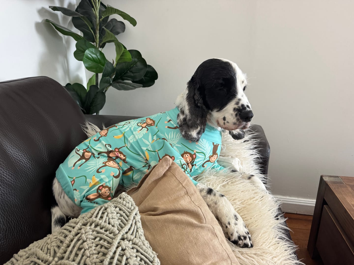 Customer photo review of Dog Pajama - Monkey Business