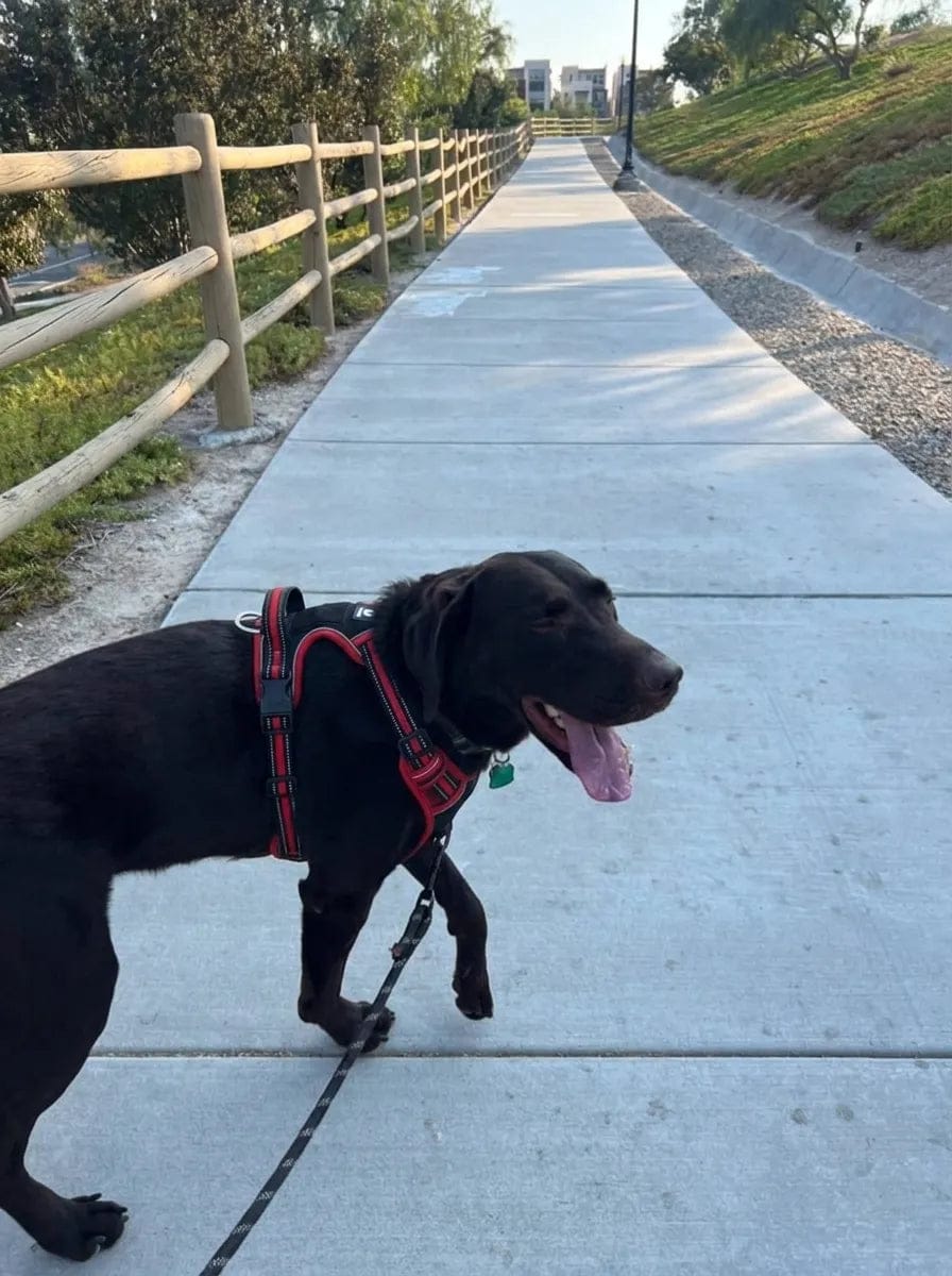 Customer photo review of Harnais anti-traction pour chien